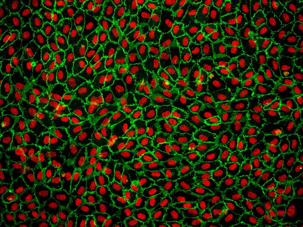 Primary Cells Versus Cell Lines ScienCell Research Laboratories