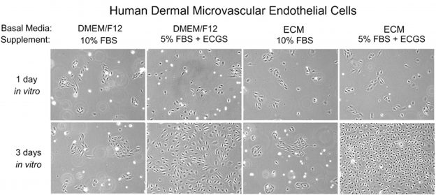 13 Technical Tips For Successful Primary Cell Culture Sciencell