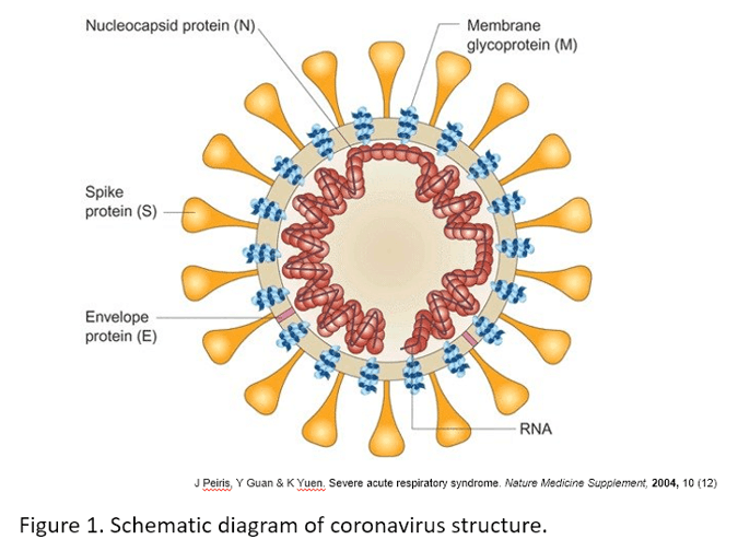 ScienCell Acts To Help Aid Research For Coronavirus SARS-CoV-2 ...