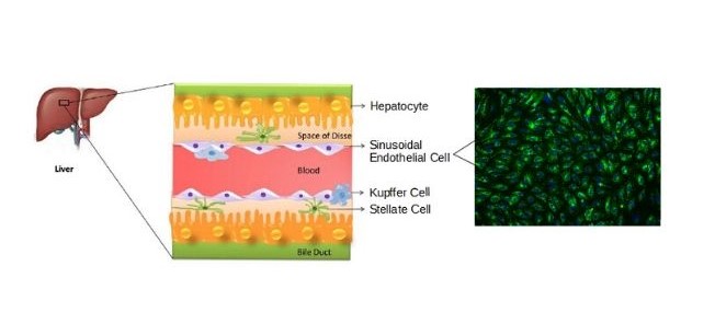 sinusoids of liver in function