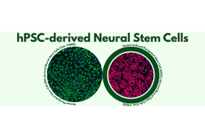 hPSC-derived Neural Stem Cells
