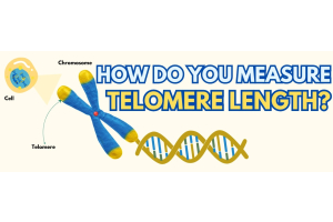 Telomere Length