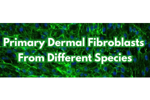 Dermal Fibroblasts