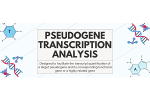 Pseudogene Analysis with GeneQuery™ qPCR Kits!
