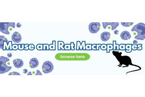 Macrophages