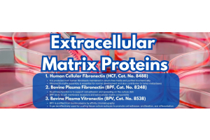 Extracellular Matrix Proteins