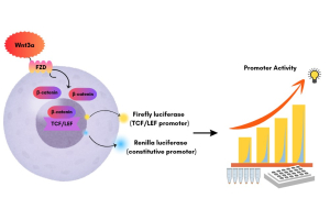 Dual Reporter Vector