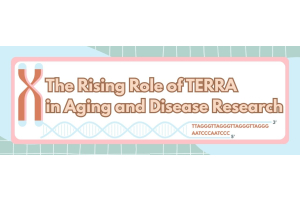 The Rising Role of TERRA in Telomere Research