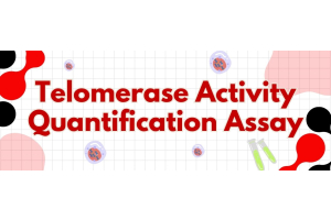 Measure Telomerase Activity Quickly & Accurately with ScienCell's Telomerase Activity Quantification qPCR Assay Kit!
