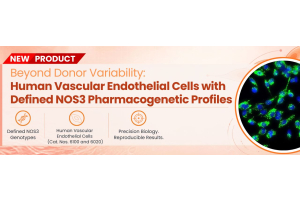 Beyond Donor Variability: Human Vascular Endothelial Cells with Defined NOS3 Pharmacogenetic Profiles