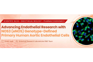 Endothelial Blog
