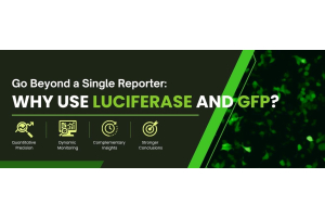Luciferase and GFP