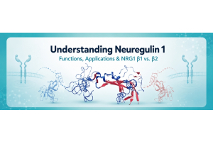 Neuregulin