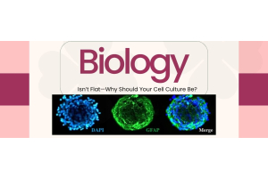 Biology isn't flat - Why should your cell culture be?
