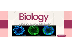 Biology isn't flat - Why should your cell culture be?