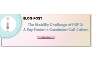 Stability Challenge Blog
