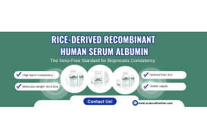 Rice-Derived Recombinant Human Serum Albumin