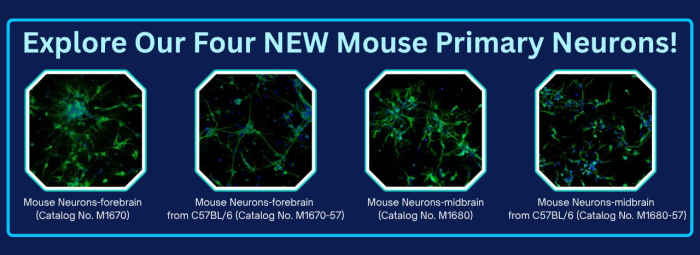 Mouse Primary Neurons