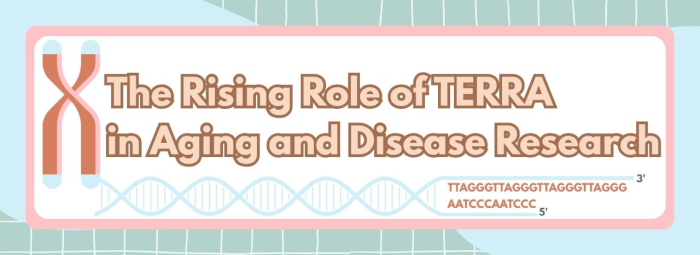 The Rising Role of TERRA in Telomere Research