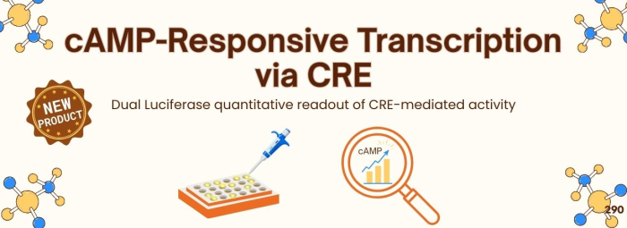 cAMP-Responsive Transcription via CRE
