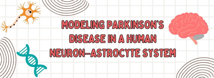 Building Better Parkinson’s Disease Models with Human Neurons & Astrocytes