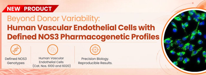 Beyond Donor Variability: Human Vascular Endothelial Cells with Defined NOS3 Pharmacogenetic Profiles