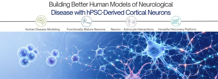 Advancing Neurological Disease Research with Human Cortical Neuron Models