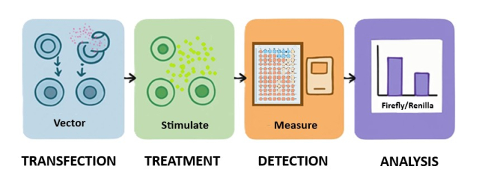 Luciferase Reporter Assays