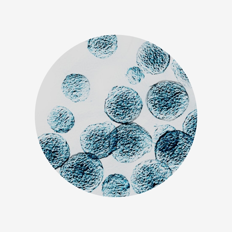 2. 将spheroids解冻到3D spheroid培养基中