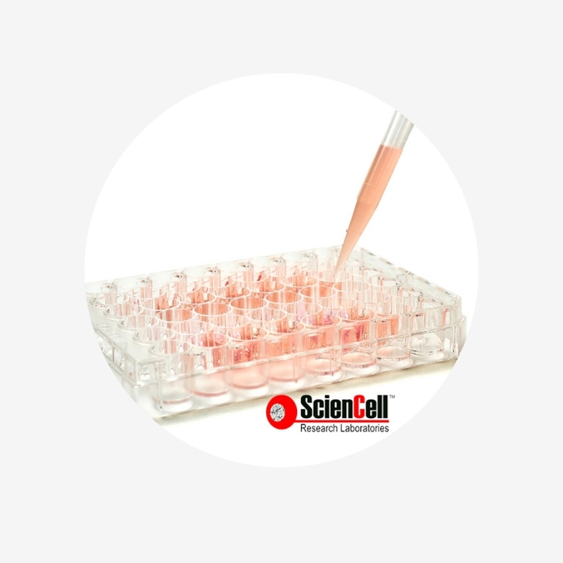 3. Seed spheroids in multiwell plate