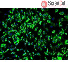 Human Bladder Cells