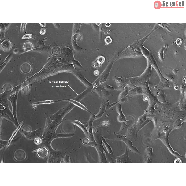 Renal tubule formation after 48 hours post seeding