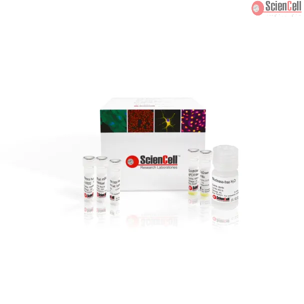 Absolute Rat Mitochondrial DNA Copy Number Quantification qPCR Assay Kit