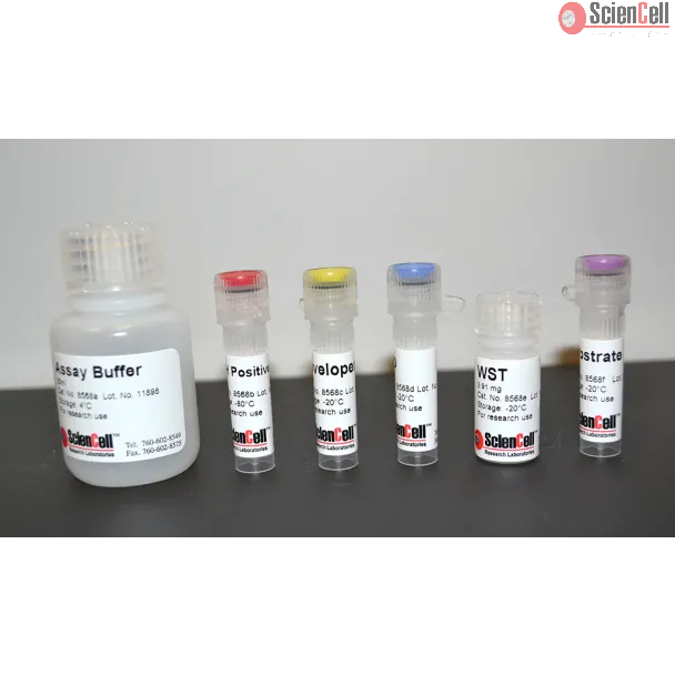 Alcohol Dehydrogenase Assay