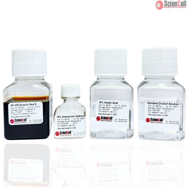 Alizarin Red S Staining Quantification Assay