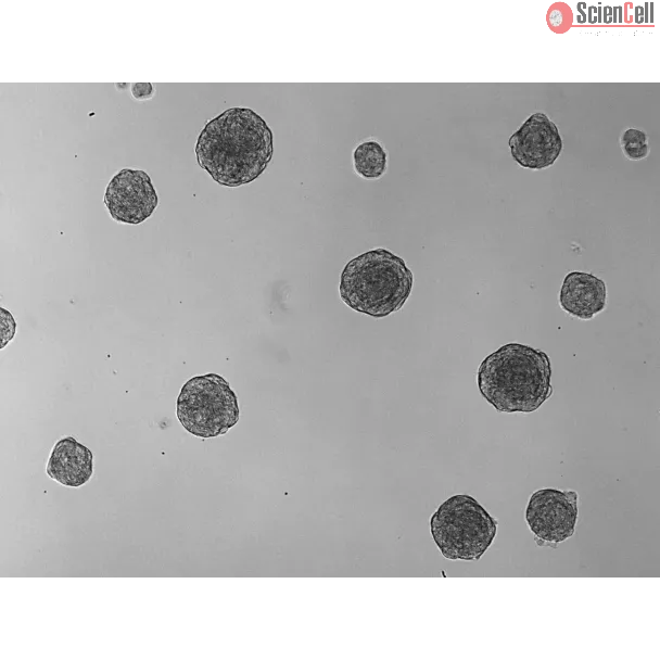 At days 3, 3D chondrocyte spheroid taken at 100X magnification.
