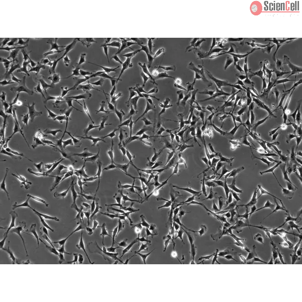 Bovine Dermal Fibroblasts (BDF)-Phase contrast, 100x
