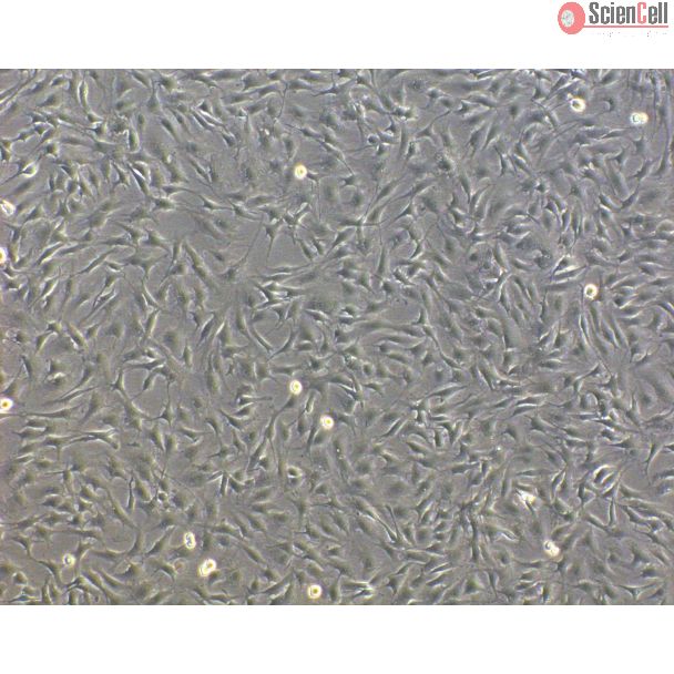Bovine Oral Fibroblasts (BOF) - Phase Contrast, 100X