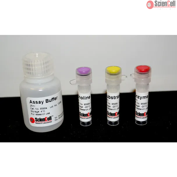 Choline Assay