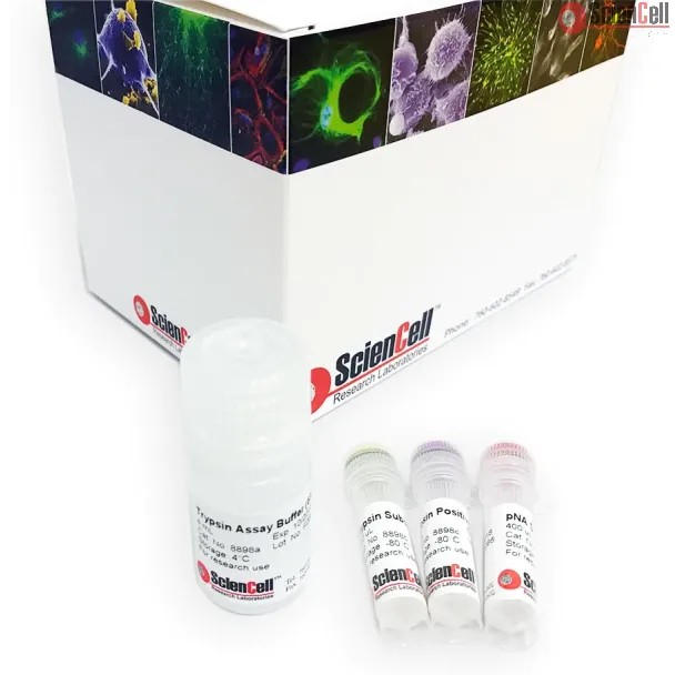 Colorimetric Trypsin Activity Assay