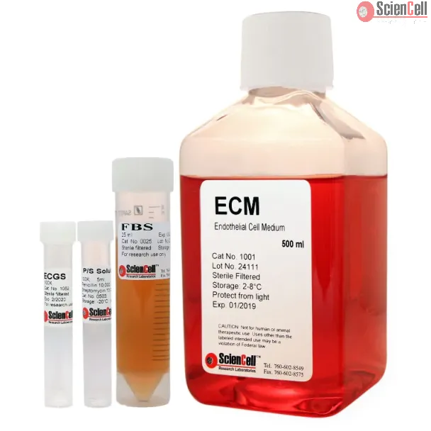 Endothelial Cell Medium