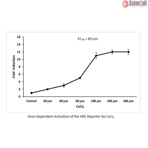 HRE Dual Reporter Vector