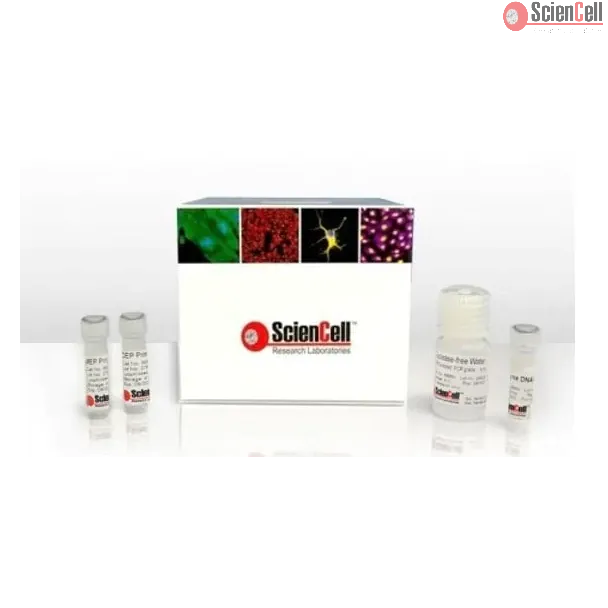 Human Age-associated ELOVL2 Promoter Methylation Quantification qPCR Assay Kit