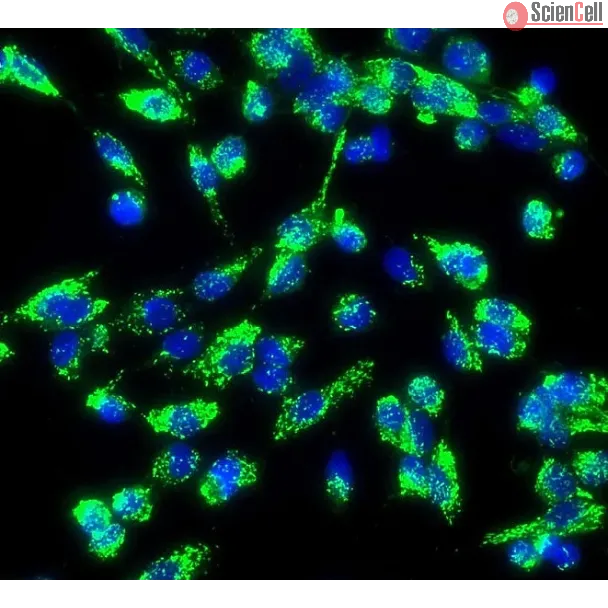 Human Aortic Endothelial Cells (HAEC) - Immunostaining for vWF, 200x.
