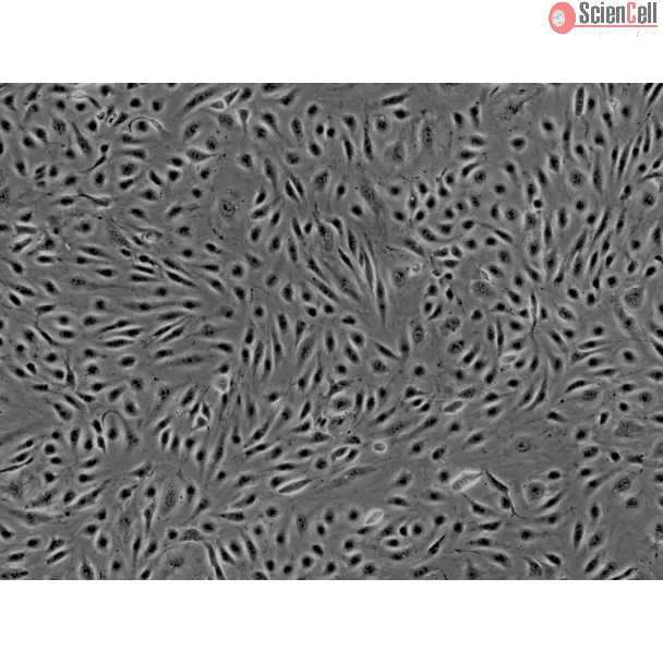 Human Brain Microvascular Endothelial cells (HBMEC) - Phase contrast, 100x.
