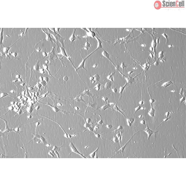 Human Cerebellar Granule Cells (HCGC) - Phase contrast, 200x.
