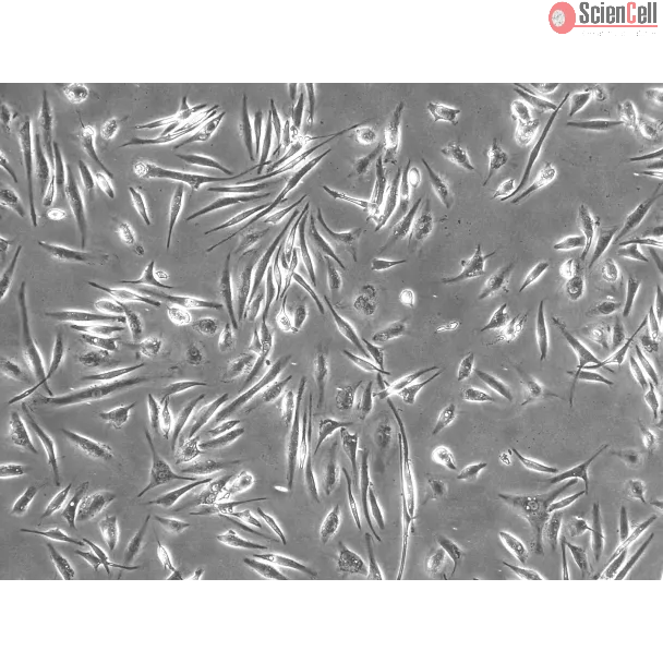 Phase contrast 100X