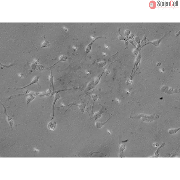 Human Neurons-brain stem (HN-bs) - Relief contrast, 400x.
