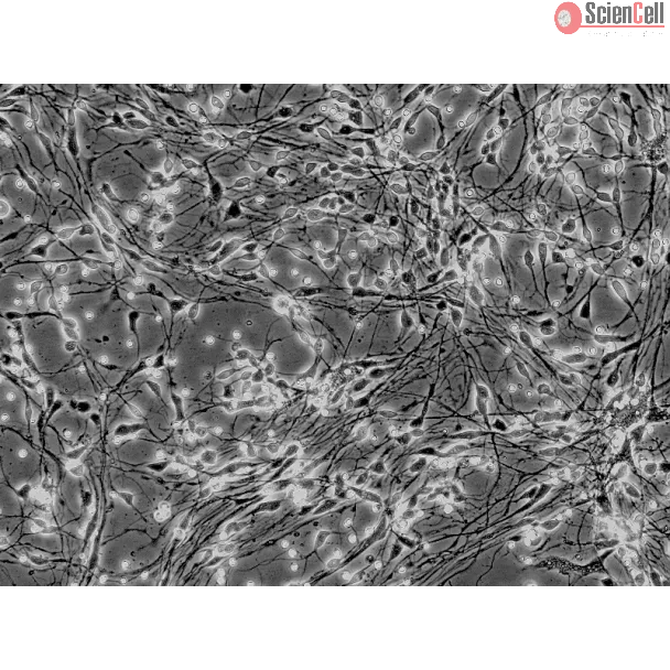 Human Neurons-hippocampal (HN-h) - Phase contrast, 200x.

