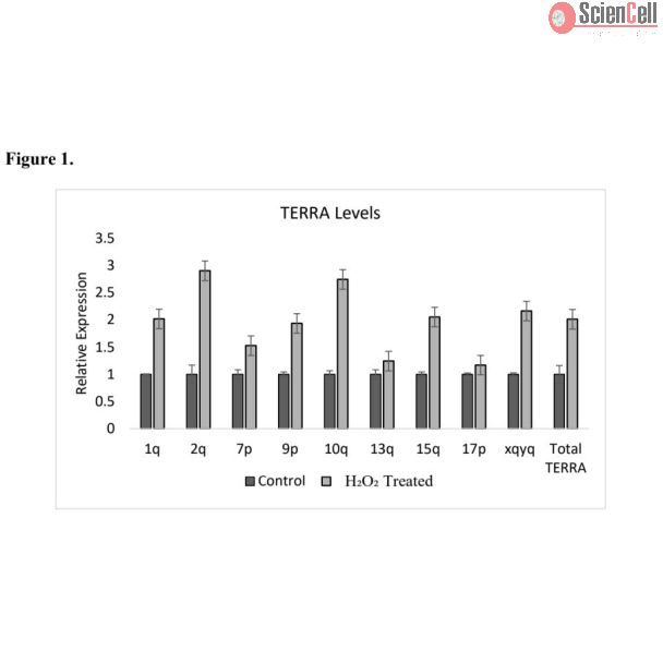 TERRA expression is induced by oxidative stress in human astrocytes (cat#1800) and detected using the Human Telomeric Repeat–Containing RNA Detection Kit